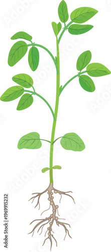 Soybean plant (Glycine max) with roots. Green soya sprout with trifoliate leaves 