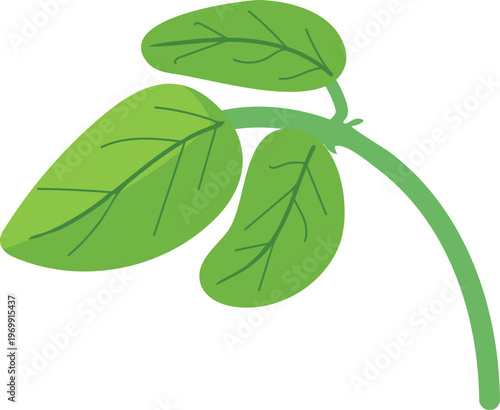 Trifoliate soybean leaf (Glycine max) isolated on white