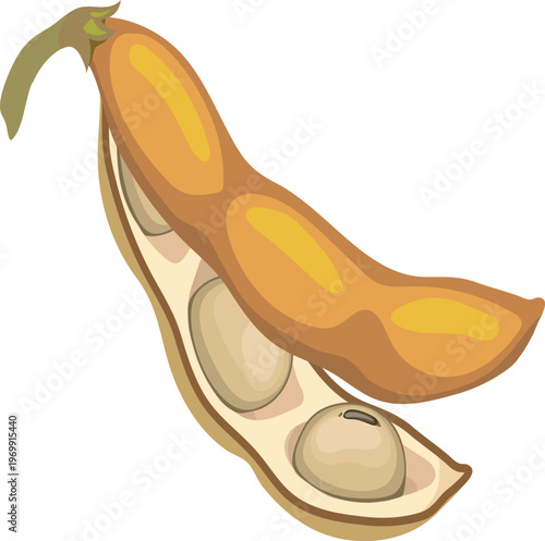 Open soybean pod with seeds (Glycine max) isolated on white