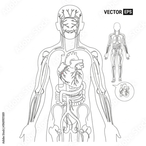 Detailed human circulatory system illustration, showcasing heart and vessels, medical diagram.