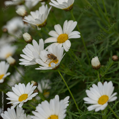 Pollination of flowers in nature by insects