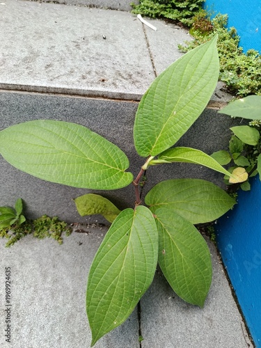 gA tropical evergreen shrub with alternate, lanceolate to elliptic leaves that typically reach 12–22 cm in length. The leaf surfaces are scabrous (rough) on top and softly hairy beneath, featuring pin