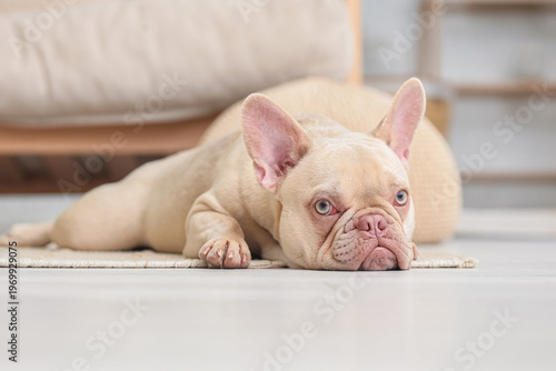 Cute french bulldog on floo...