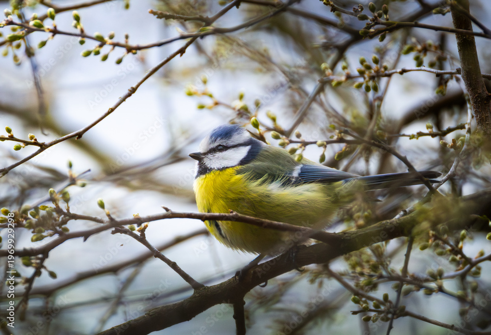Obraz premium A blue tit on branch looking left