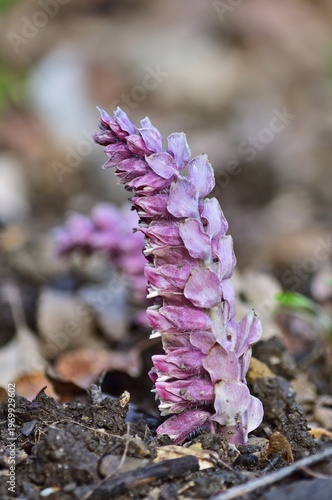 Gewöhnliche Schuppenwurz (Lathraea squamaria) im Lainzer Tiergarten, vertikal
