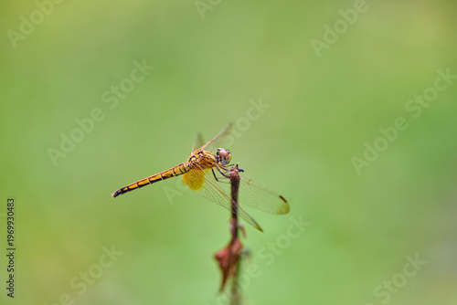 Dragonfly Perched on a Plant Stem