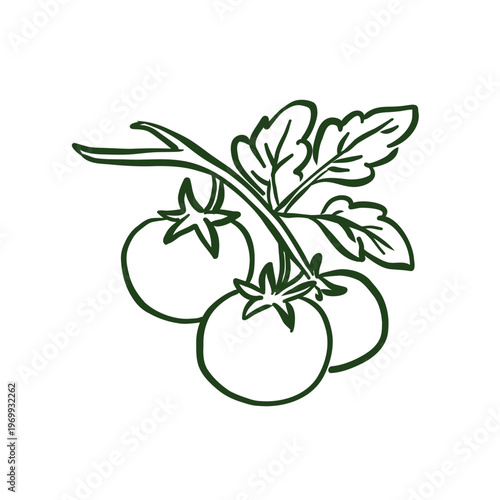 Hand-drawn doodle of fresh tomatoes on a branch with leaves. Minimalist black ink sketch representing organic gardening, healthy vegetables, and harvest. Isolated on white background.