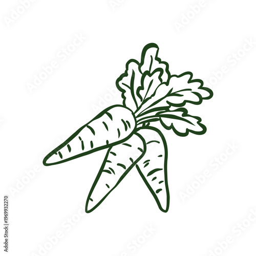 Hand-drawn doodle of three fresh carrots with lush green tops. Minimalist black ink sketch representing organic farming, healthy root vegetables, and autumn harvest. Isolated on white background.