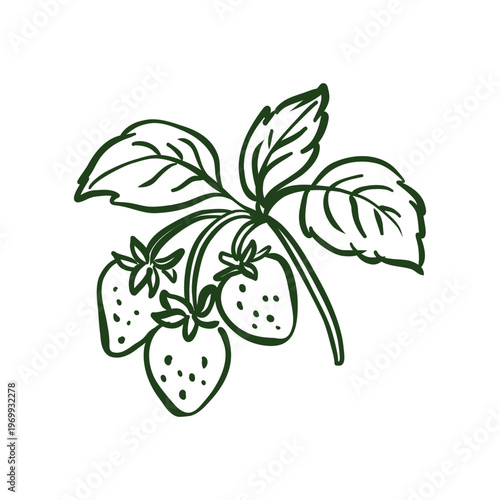 Hand-drawn doodle of fresh strawberries on a branch with leaves. Minimalist black ink sketch representing organic gardening, sweet summer berries, and healthy harvest. Isolated on white background.