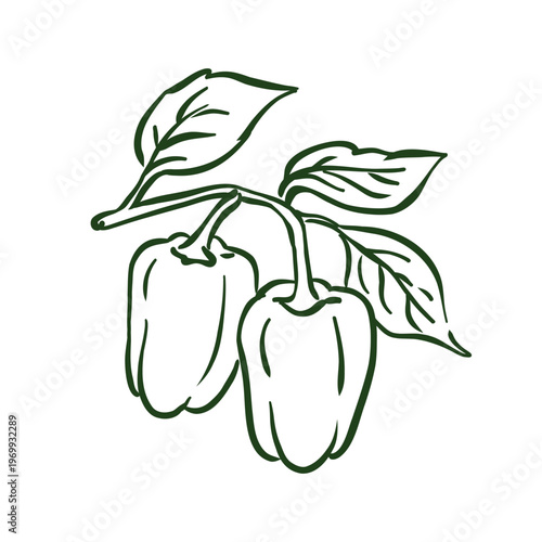 Hand-drawn doodle of fresh bell peppers on a branch with leaves. Minimalist black ink sketch representing organic gardening, healthy vegetables, and autumn harvest. Isolated on white background.