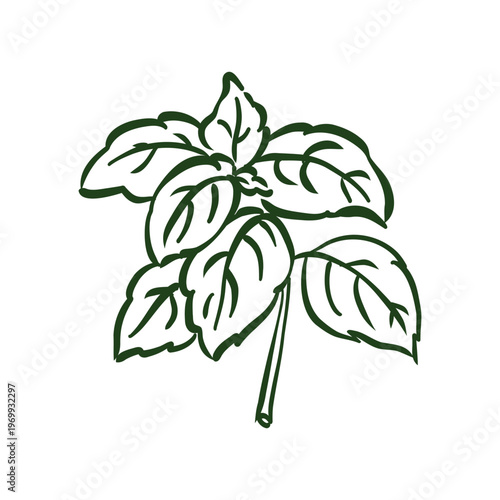 Hand-drawn doodle of fresh basil leaves on a stem. Minimalist black ink sketch representing aromatic herbs, organic gardening, and culinary ingredients. Isolated on white background.