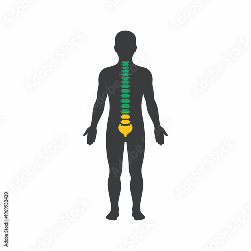 Chiropractic Care Human Spine Anatomy Illustration and Medical Graphic