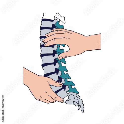 Chiropractic Care Concept with Hands Adjusting Human Spine Illustration