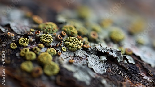 Lichen microstructures extreme macro growing on bark surface with organic texture and natural environmental background