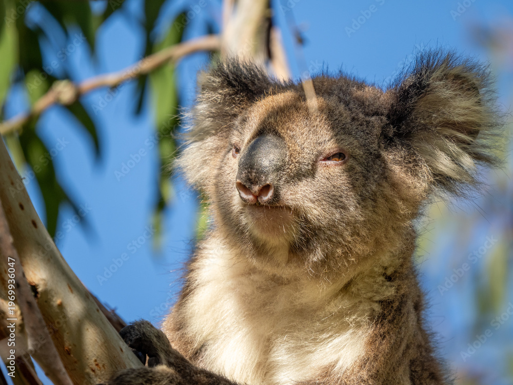 Fototapeta premium Koala