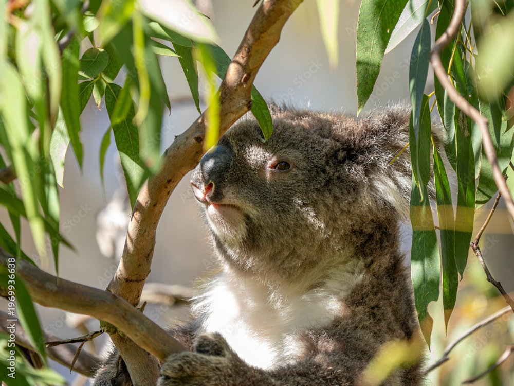 Fototapeta premium Koala