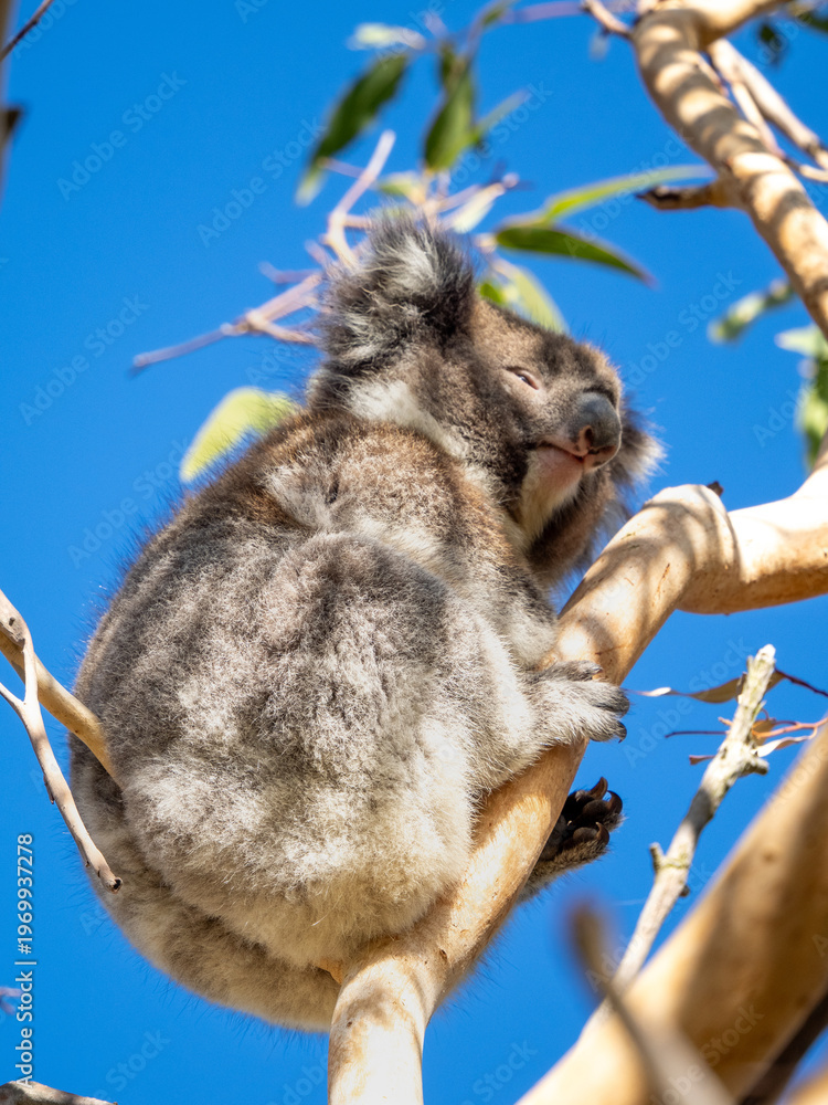 Fototapeta premium Koala