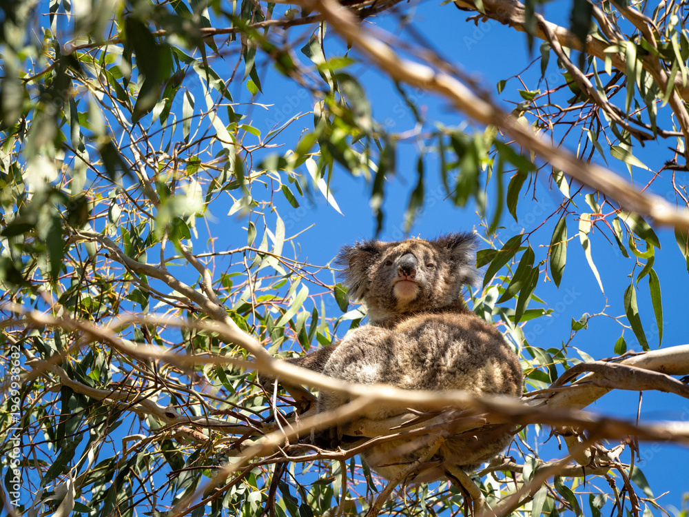 Fototapeta premium Koala
