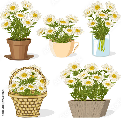 Bouquets of daisies in vases of different shapes.Vector illustration with bouquets of daisies in different containers on a transparent background.