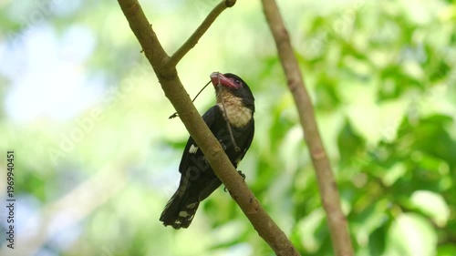 Dusky bird Beautiful Black bird, Dusky Broadbill (Corydon Sumatranus) bird standing on the branch, bird from  Kaeng Krachan Thailand.