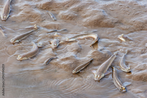 Photos Four-eyed Fish (Anableps anableps) in shallow muddy estuarine waters