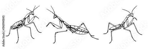 Praying Mantis set with detailed line art and biological sketch style featuring an insect, bug, wildlife with intricate patterns and a white background