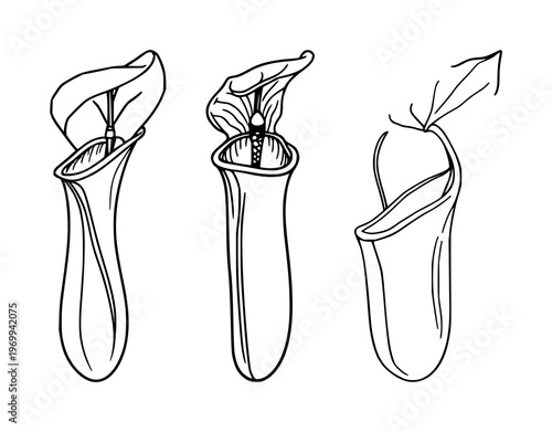 Pitcher plant set with fine line art on white background featuring botanical curiosity, carnivorous plant, elegant detail with thin lines and subtle contrast
