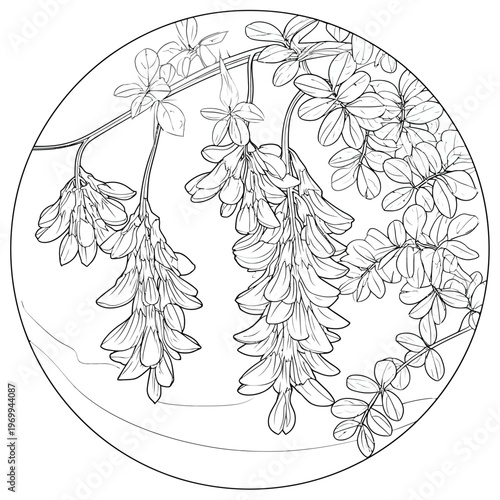 Intricate botanical line art of hanging blossoms and leaves inside a circular frame