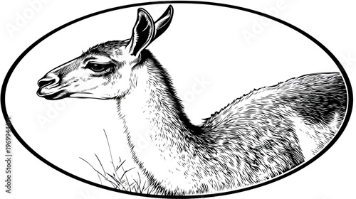 Monochrome illustration of an antelope in an oval frame, profile view, fur details, grass, elegant