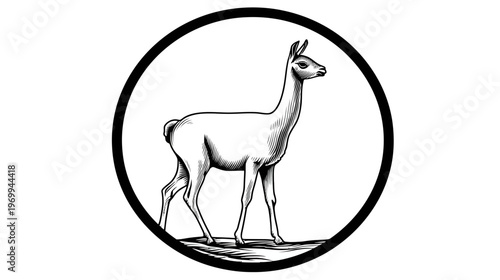 A monochrome illustration of a llama inside a circle, facing right with a detailed design