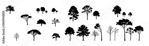 Trees set with vertical silhouettes of different species featuring dark outlines, minimal foliage, geometric forms with patterns and natural composition
