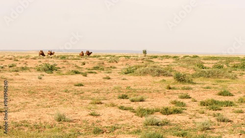 Camels graze in the steppe on a hot summer morning. Mongolian landscape of Gobi Desert.