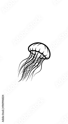 Detailed drawing of a jellyfish.