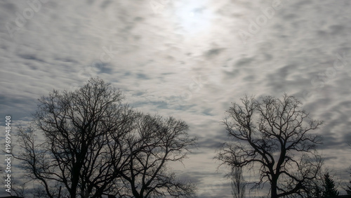 Silhouette of an old oak tree at night in the moonlight