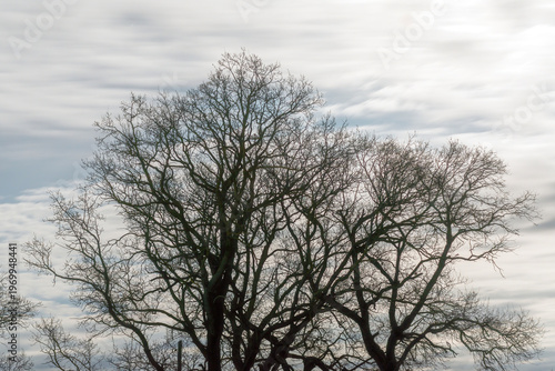 Silhouette of an old oak tree at night in the moonlight