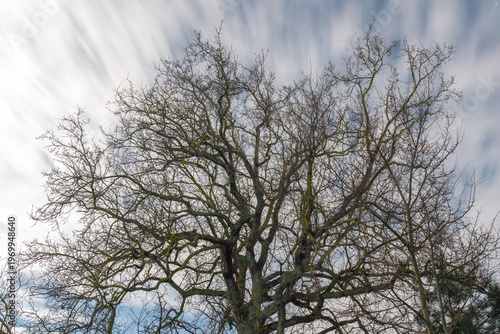 Silhouette of an old oak tree at night in the moonlight