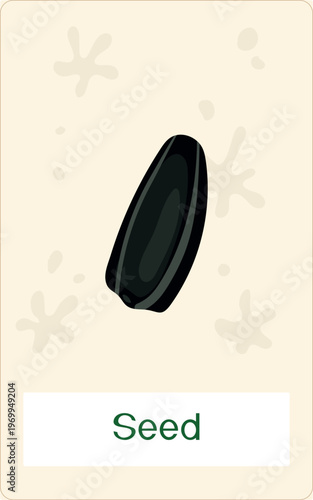 Educational flashcard: Black sunflower seed (Helianthus annuus). Single achene for plant life cycle study. Botanical vector illustration for school biology and nature study