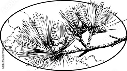 A black and white illustration of a pine branch within an oval