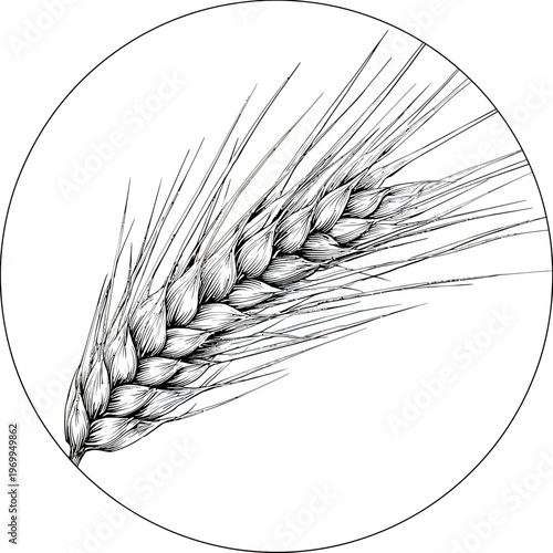 Detailed black and white illustration of a wheat sprig, enclosed within a circular frame