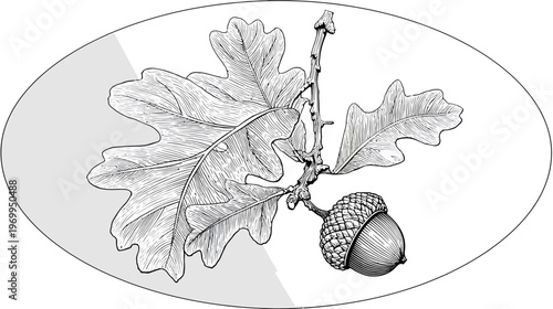 Detailed illustration of an oak branch with leaves and an acorn, enclosed within an oval frame