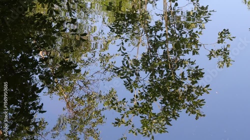 Birch and Rowan trees against a blue cloudless sky are reflected in the clear water on a Sunny summer day.