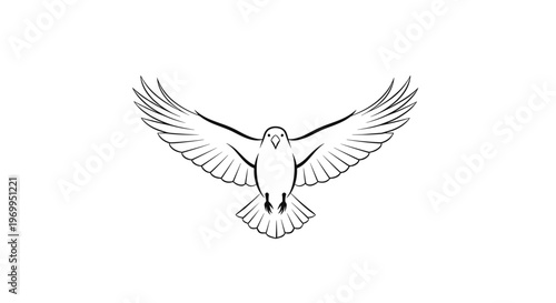 Flying White Bird in Air.