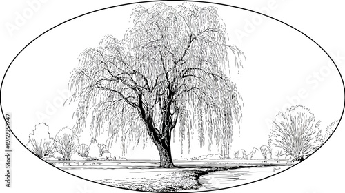 A black and white landscape of a weeping willow tree framed within an oval outline