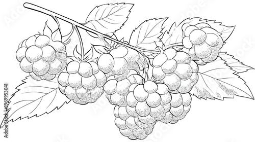 Detailed black and white botanical illustration of a raspberry plant with berries and leaves
