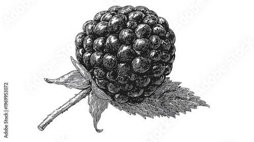 Intricate black and white illustration of a ripe blackberry with leaves and stem on a white backdrop