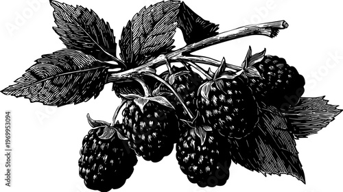 A detailed, stylized black and white illustration of ripe berries on a leafy branch