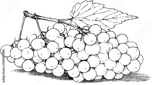 A cluster of berries with a leaf, illustrated in black and white, suitable for coloring