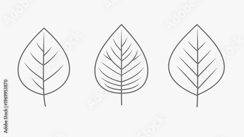 Three minimalist leaves, drawn in gray against a plain white background, each with its own central vein