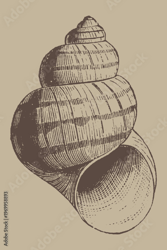 Spiral Snail Shell Detailed Illustration