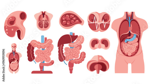 Educational collection of various human internal organs and body systems including the heart, lungs, liver, and digestive tract on a white background.